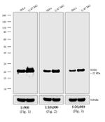 Mouse IgG (H+L) Highly Cross-Adsorbed Secondary Antibody in Western Blot (WB)