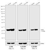 Mouse IgG (H+L) Highly Cross-Adsorbed Secondary Antibody in Western Blot (WB)