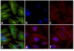 Rabbit IgG (H+L) Cross-Adsorbed Secondary Antibody in Immunocytochemistry (ICC/IF)