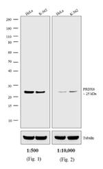 Rabbit IgG (H+L) Highly Cross-Adsorbed Secondary Antibody in Western Blot (WB)