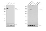 Chicken IgY (H+L) Secondary Antibody in Western Blot (WB)