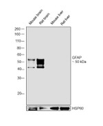 Chicken IgY (H+L) Secondary Antibody in Western Blot (WB)