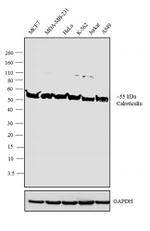 Chicken IgY (H+L) Secondary Antibody in Western Blot (WB)