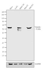 Chicken IgY (H+L) Secondary Antibody in Western Blot (WB)