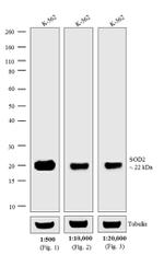 Mouse IgG (H+L) Secondary Antibody in Western Blot (WB)