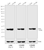 Mouse IgG (H+L) Secondary Antibody in Western Blot (WB)