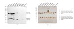 Mouse IgG (H+L) Cross-Adsorbed Secondary Antibody in Western Blot (WB)