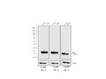 Mouse IgG (H+L) Cross-Adsorbed Secondary Antibody in Western Blot (WB)