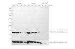 Mouse IgG (H+L) Highly Cross-Adsorbed Secondary Antibody in Western Blot (WB)