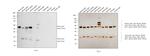 Mouse IgG (H+L) Highly Cross-Adsorbed Secondary Antibody in Western Blot (WB)