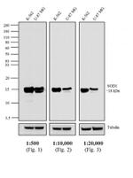 Mouse IgG Fc Secondary Antibody in Western Blot (WB)