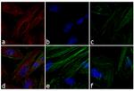 Mouse IgG Fc Secondary Antibody in Immunocytochemistry (ICC/IF)