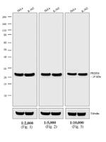 Rabbit IgG (H+L) Secondary Antibody in Western Blot (WB)