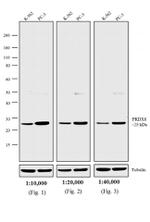 Rabbit IgG (H+L) Cross-Adsorbed Secondary Antibody in Western Blot (WB)