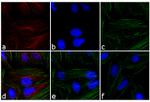 Rabbit IgG (H+L) Cross-Adsorbed Secondary Antibody in Immunocytochemistry (ICC/IF)