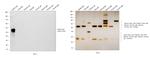 Rabbit IgG (H+L) Highly Cross-Adsorbed Secondary Antibody