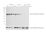 Rabbit IgG (H+L) Highly Cross-Adsorbed Secondary Antibody in Western Blot (WB)