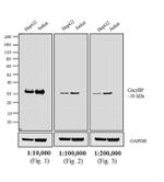 Rabbit IgG (H+L) Highly Cross-Adsorbed Secondary Antibody in Western Blot (WB)