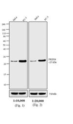 Rabbit IgG (H+L) Highly Cross-Adsorbed Secondary Antibody in Western Blot (WB)