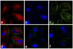 Rabbit IgG (H+L) Highly Cross-Adsorbed Secondary Antibody in Immunocytochemistry (ICC/IF)