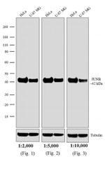 Rabbit IgG Fc Cross-Adsorbed Secondary Antibody in Western Blot (WB)