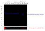 Chicken IgY (H+L) Secondary Antibody in Western Blot (WB)