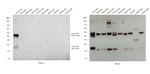 Llama IgG (H+L) Secondary Antibody in Western Blot (WB)