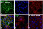 Mouse IgG (H+L) Secondary Antibody in Immunocytochemistry (ICC/IF)