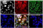 Mouse IgG (H+L) Secondary Antibody in Immunocytochemistry (ICC/IF)