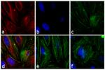 Mouse IgG (H+L) Secondary Antibody in Immunocytochemistry (ICC/IF)