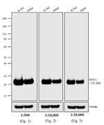 Mouse IgG (H+L) Cross-Adsorbed Secondary Antibody in Western Blot (WB)