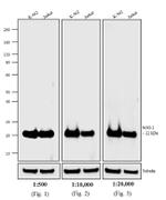 Mouse IgG (H+L) Cross-Adsorbed Secondary Antibody in Western Blot (WB)