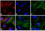 Mouse IgG (H+L) Cross-Adsorbed Secondary Antibody in Immunocytochemistry (ICC/IF)