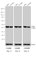 Rabbit IgG (H+L) Secondary Antibody in Western Blot (WB)