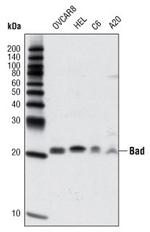 Bad Antibody in Western Blot (WB)