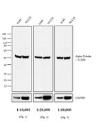 Rat IgG (H+L) Secondary Antibody in Western Blot (WB)