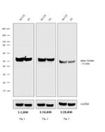 Rat IgG (H+L) Highly Cross-Adsorbed Secondary Antibody in Western Blot (WB)