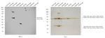 Bovine IgG (H+L) Secondary Antibody in Western Blot (WB)