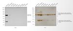 Canine IgG (H+L) Secondary Antibody in Western Blot (WB)