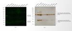 Canine IgG (H+L) Secondary Antibody in Western Blot (WB)