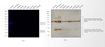 Canine IgG (H+L) Secondary Antibody in Western Blot (WB)