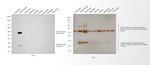 Guinea Pig IgG (H+L) Secondary Antibody in Western Blot (WB)