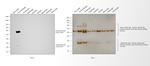 Guinea Pig IgG (H+L) Highly Cross-Adsorbed Secondary Antibody in Western Blot (WB)