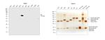 Human IgA Cross-Adsorbed Secondary Antibody in Western Blot (WB)