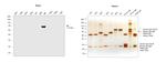 Human IgE Cross-Adsorbed Secondary Antibody in Western Blot (WB)