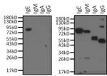 Human IgE Cross-Adsorbed Secondary Antibody in Western Blot (WB)