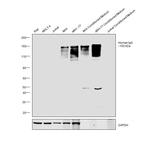 Human IgG (H+L) Cross-Adsorbed Secondary Antibody in Western Blot (WB)