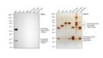 Human IgG (H+L) Cross-Adsorbed Secondary Antibody in Western Blot (WB)