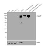 Human IgG Fc Secondary Antibody in Western Blot (WB)