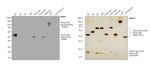 Human IgG Fc Secondary Antibody in Western Blot (WB)